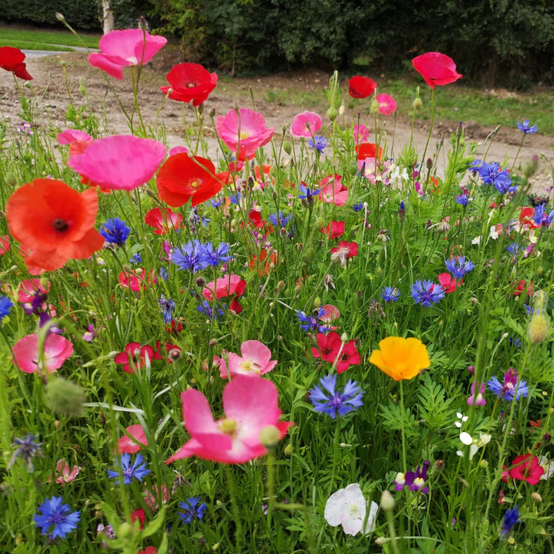 Annual ETNA -100% Wild Flower Seeds - Poppys & Cosmos for High
